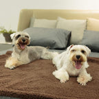 Plush Dog Blanket