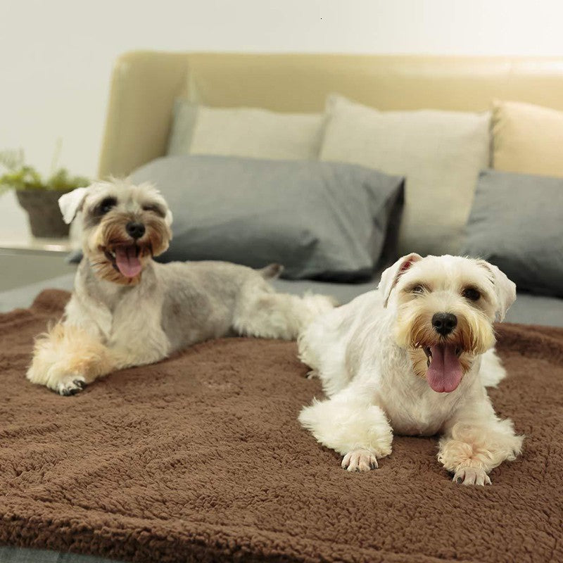 Plush Dog Blanket